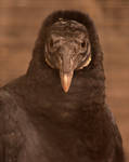 Black Vulture Facing by Canislupuscorax