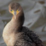 Cormorant Stare