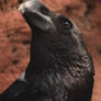 Portrait of a White-necked Raven