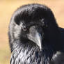 Yellowstone Raven Portrait