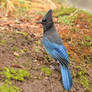 Oregon Steller's Jay