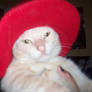 My kitty 14