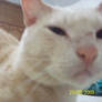 My kitty 15