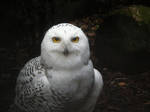 Hedwig by BlaideBlack
