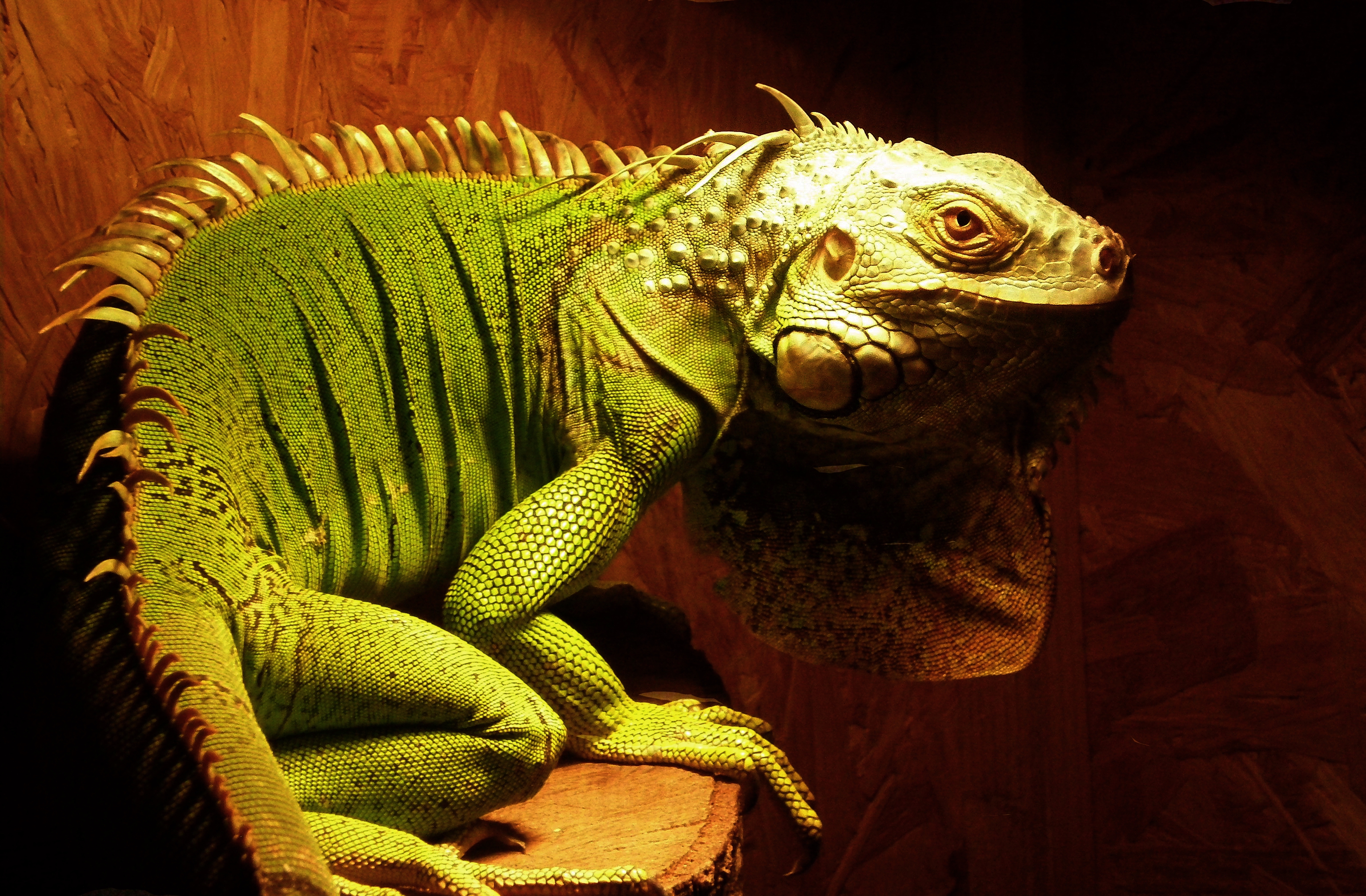 Leo the iguana