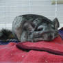 Exhausted Chinchilla