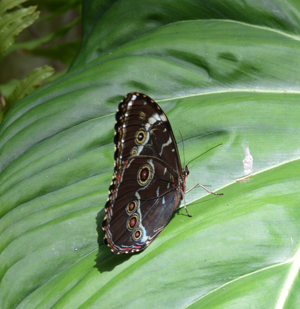 Cockrell Butterfly Center Houston Texas