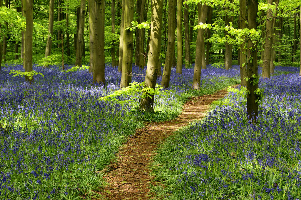 Bluebell Meadow