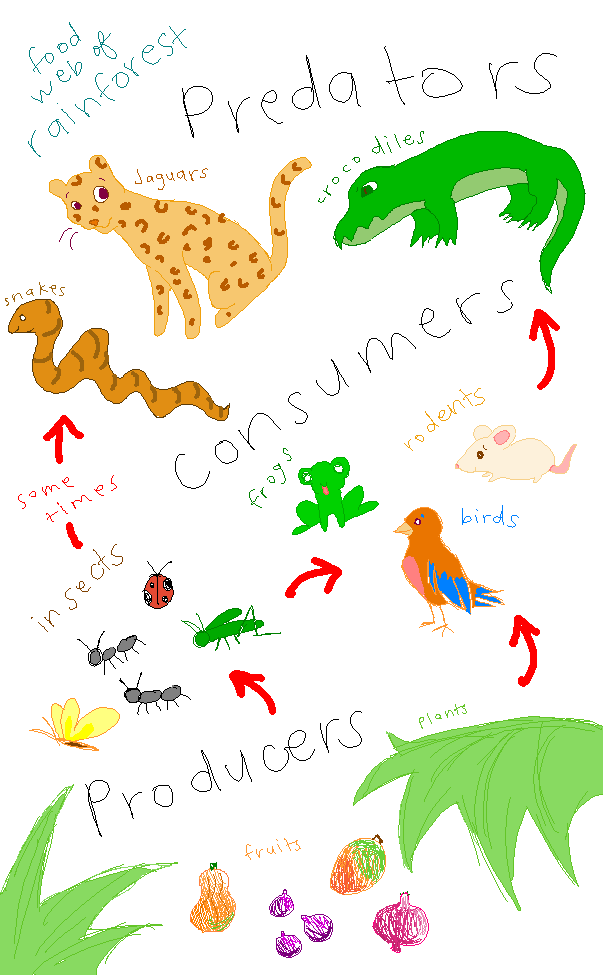 Rainforest Food Web By Krawken On Deviantart Rainforest Food Web By Krawken On Deviantart
