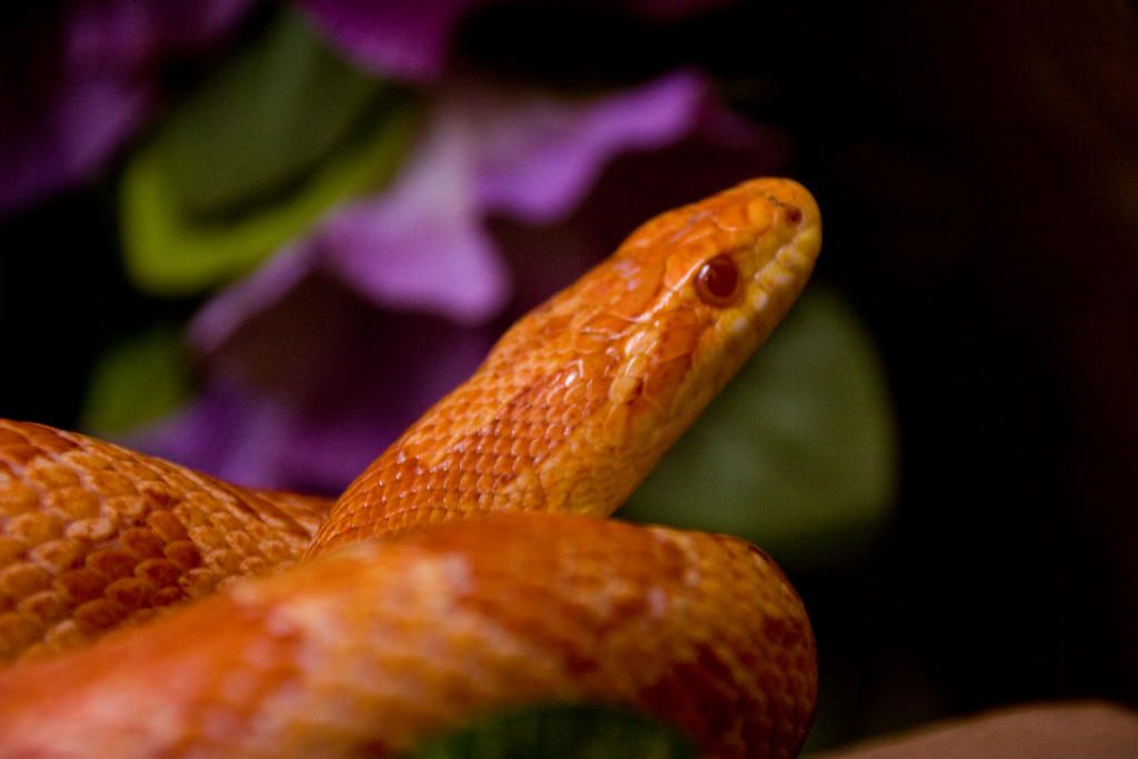Snake by KiddoSama on DeviantArt