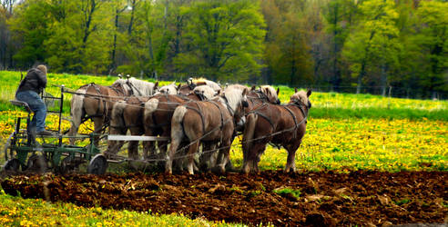 Amish plow