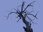 Lonely Tree by NicoleMAbrahamson