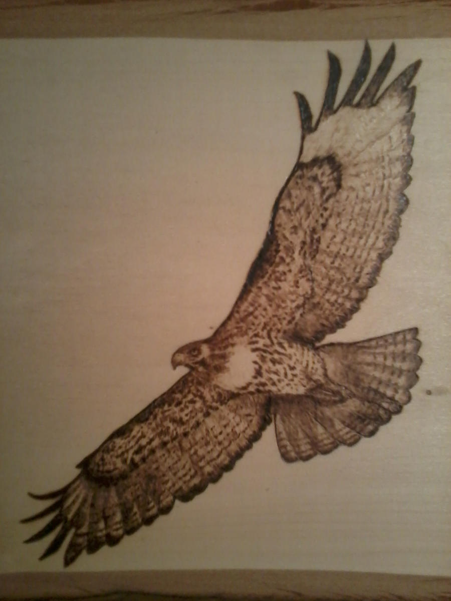 Pyrography Hawk by LostTwilight27 on DeviantArt