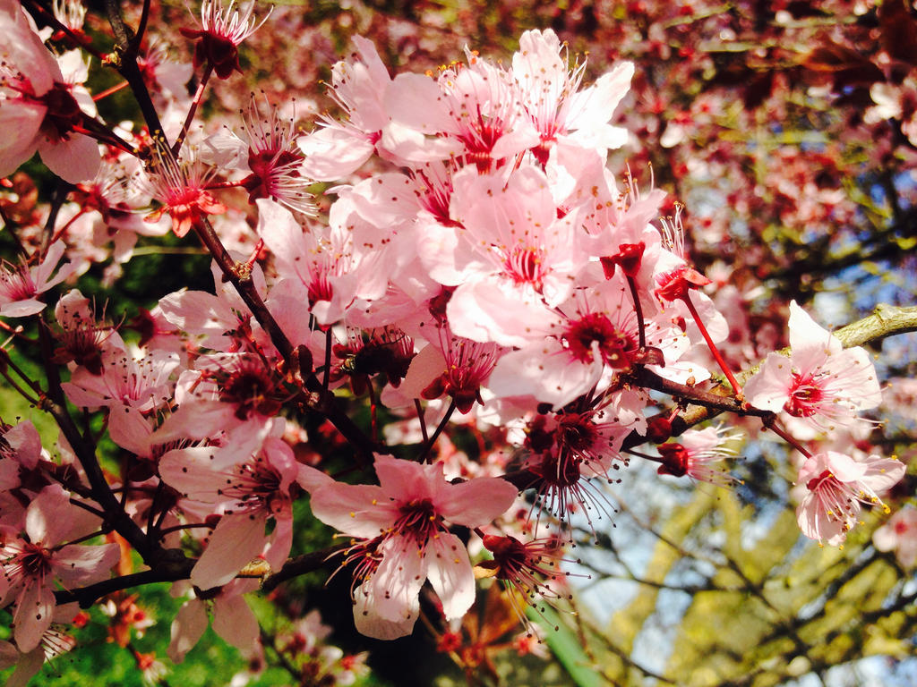 Fleurs De Cerisier Japonais By Drawingbleach On Deviantart Fleurs De Cerisier Japonais By Drawingbleach On Deviantart