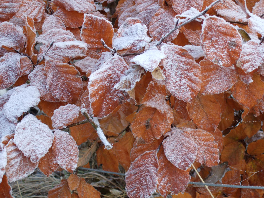 Frosty Autumn Leaves.