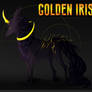 Golden Iris - Adopt CLOSED