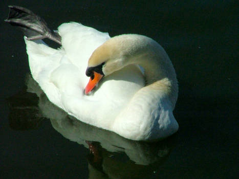 Swan