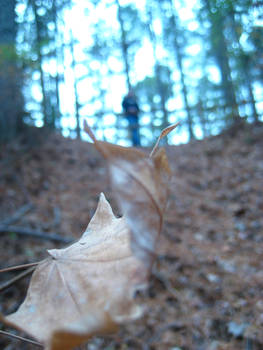 leaves and people