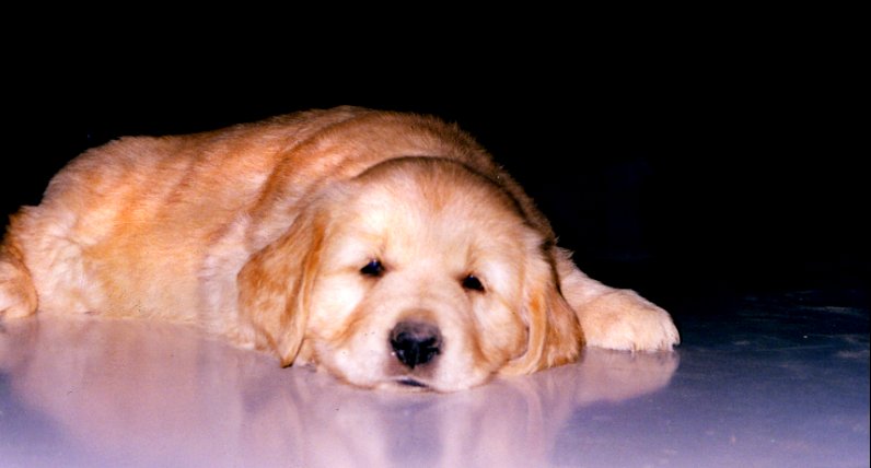 My Golden Retriever as puppy