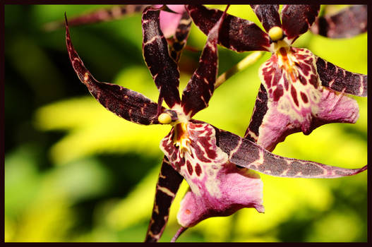 Kairyu Hobbyist General Artist Deviantart Kairyu Hobbyist General Artist Deviantart