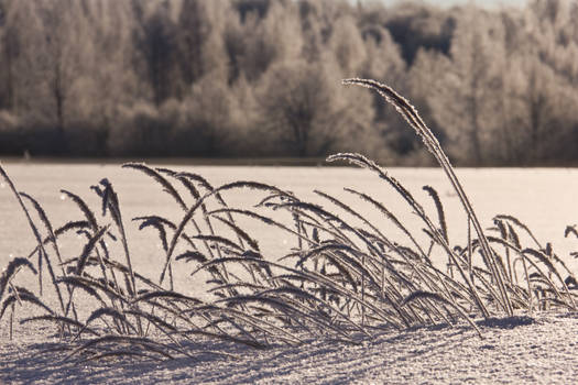 Winter morning _ 1