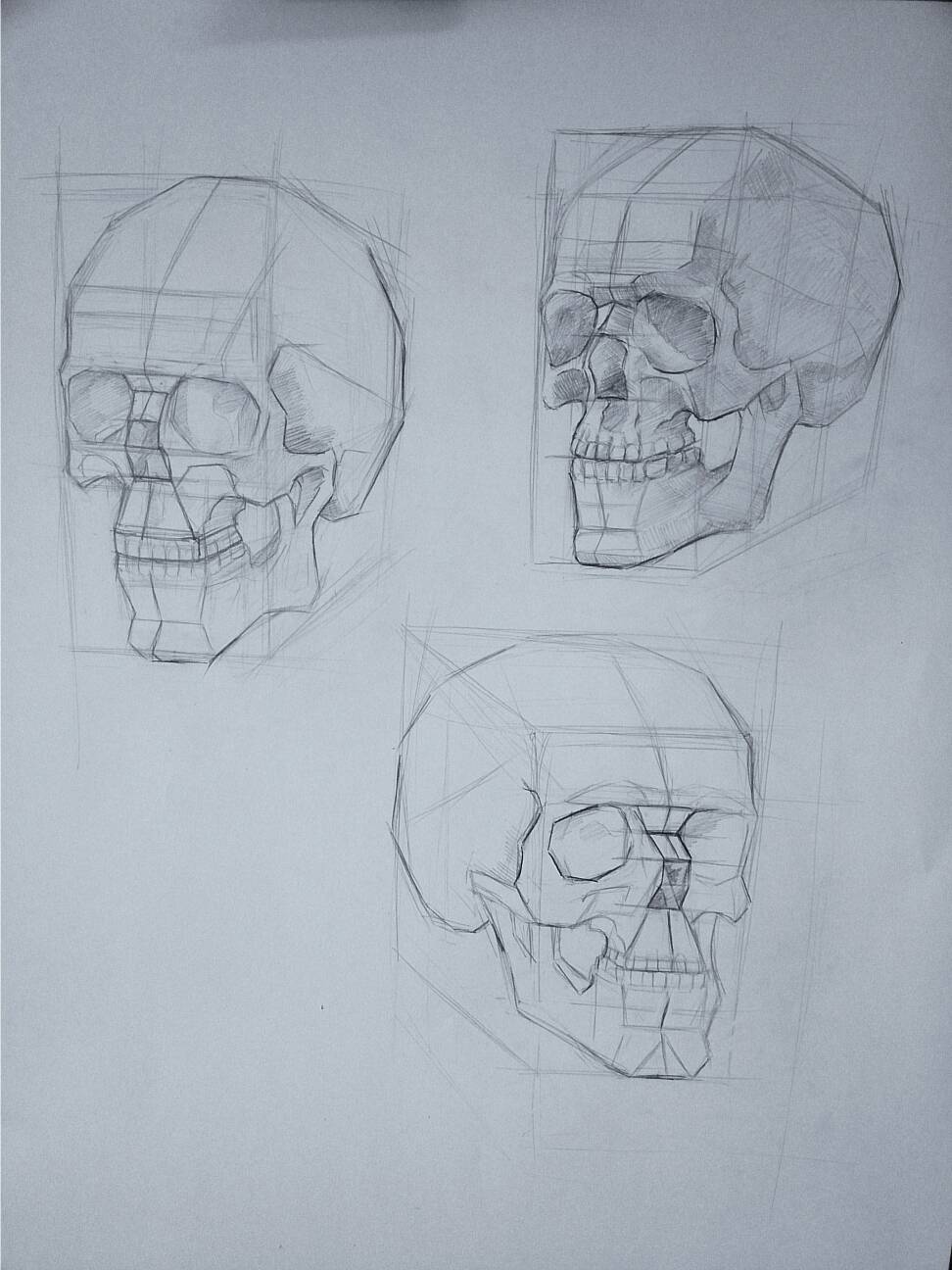 skull sketch