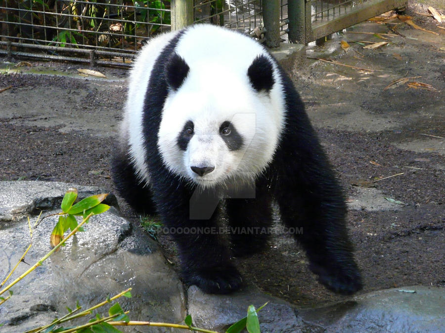 Pandaaaa. by spooooonge on DeviantArt