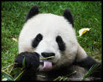 PANDA :P by spooooonge