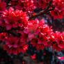 Red Blossoms of the Tempest