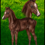 Foal for Skyfaxi