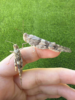 grasshoppers