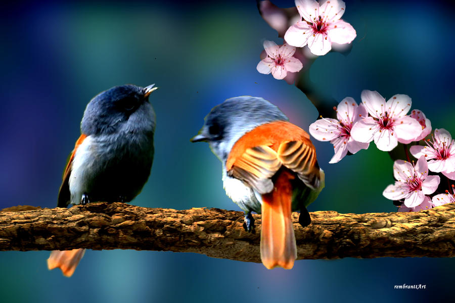 Поющие птички 2. Природа птицы. Весенние птички. Красивые птицы. Птицы весной.
