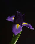 Iris Inspired by Toolow