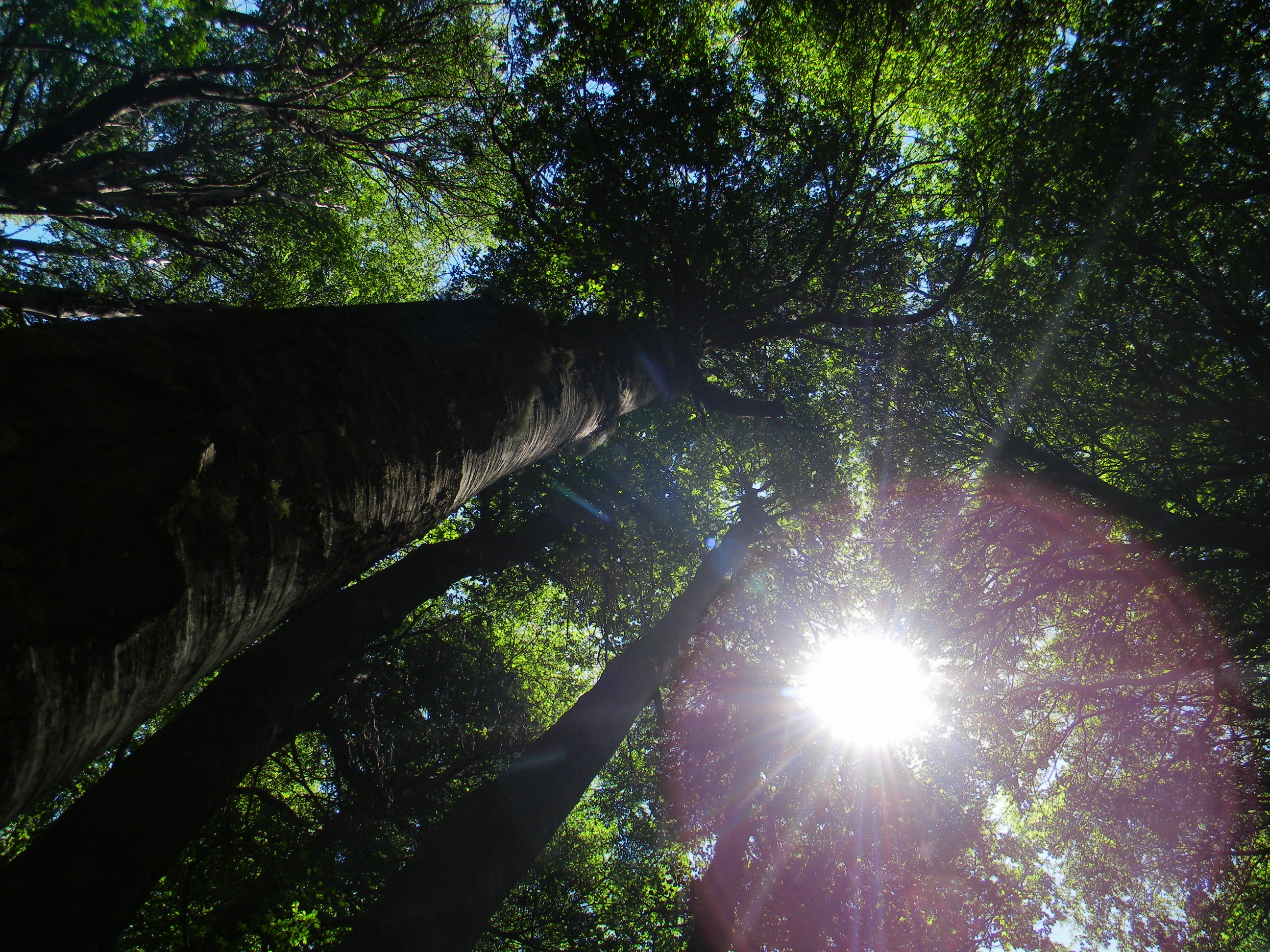 The sun through the trees