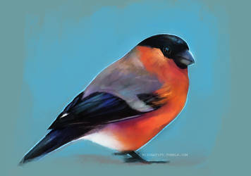 Bullfinch