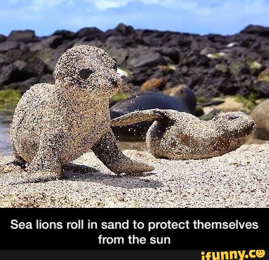 Sea lions...