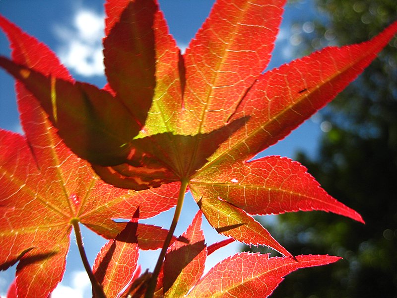 Autumn breath