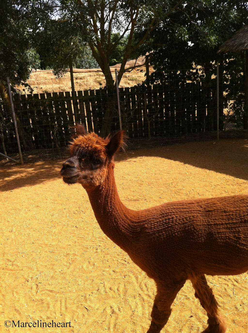 Alpaca