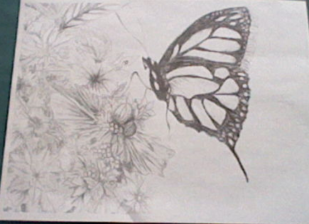 Butterfly