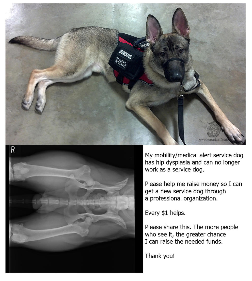 Service Dog - Help Needed by leopardwolf