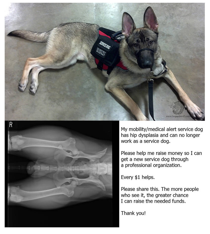 Service Dog - Help Needed by leopardwolf