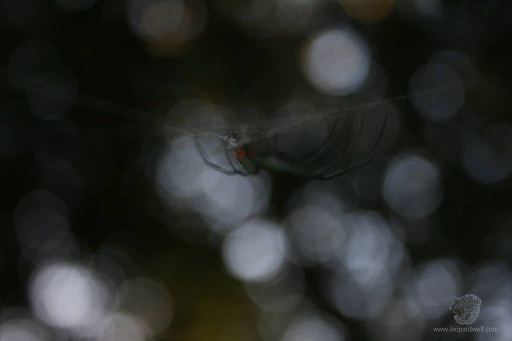 Spooky Orchard Spider 2 by leopardwolf