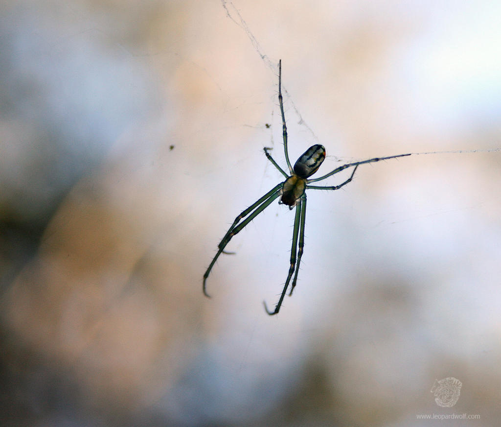 Venusta Orchard Spider 2 by leopardwolf
