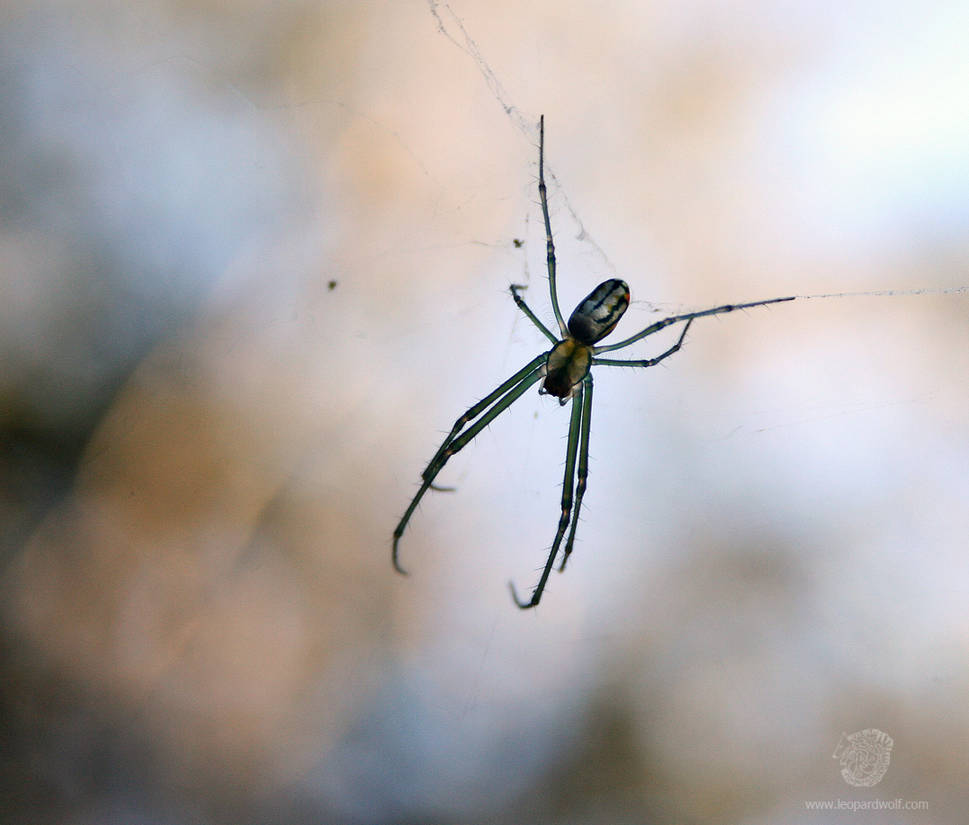 Venusta Orchard Spider 2 by leopardwolf