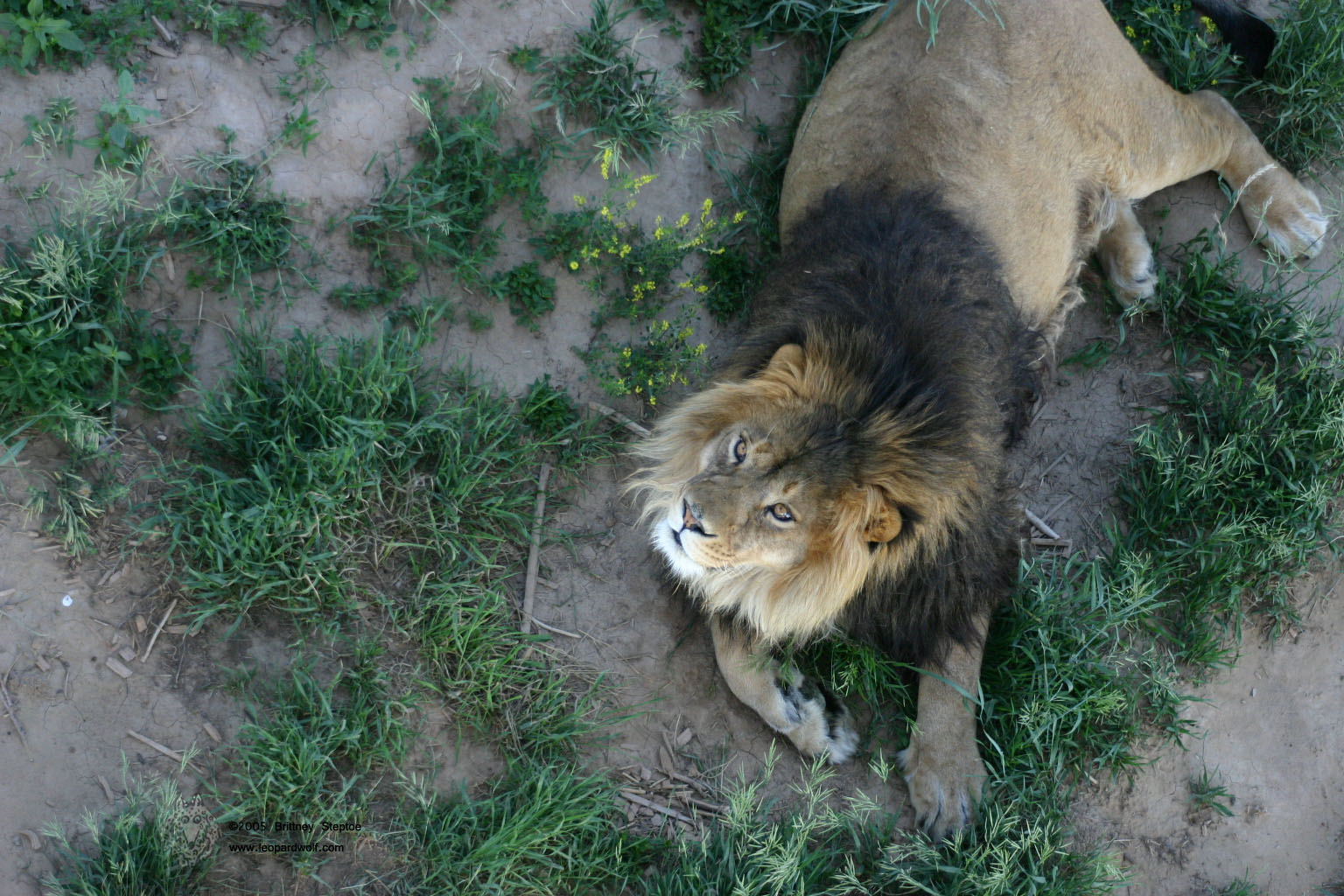 Male lion closeup 2