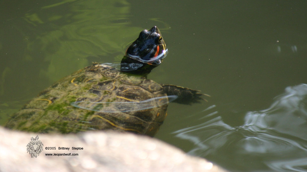 Red Ear Slider 2