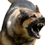 Angry Dog Transparent Bg