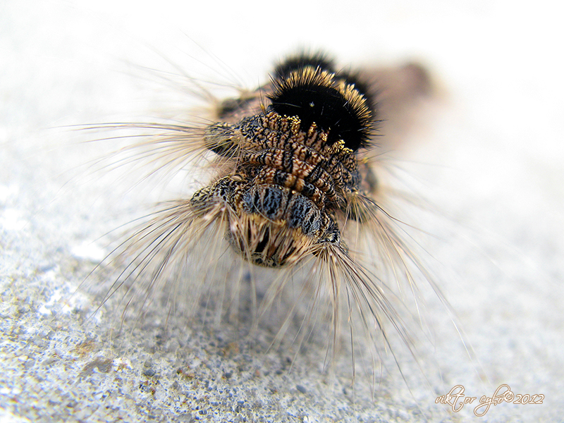 caterpillar