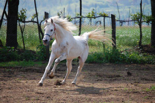 Arabian Horse Stock 10