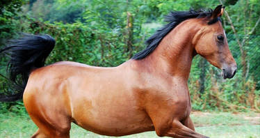 Arabian Horse Stock 15